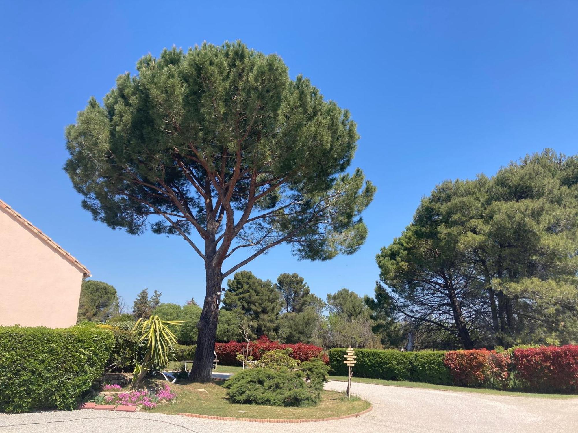 Les Bougainvillees De Camargue Villetelle Exterior foto